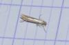 Coleophora caespititiella